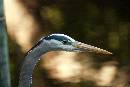 Heron Face (1200Wx800H) - Heron Face - Amelia Island - 2010 
