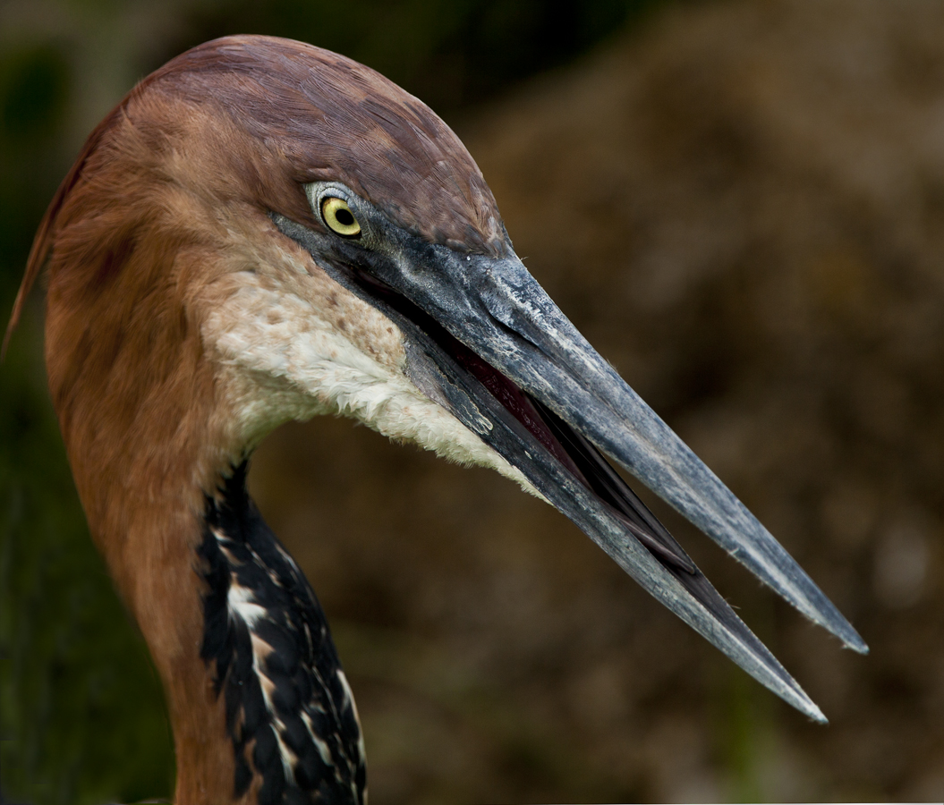 Download Heron Head 2 (1055Wx900H)