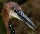 Heron Head 2 (1055Wx900H) - Heron Head 2 - Amelia Island - 2010 