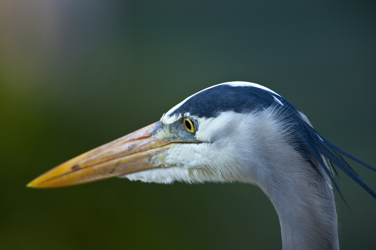 Download Heron Head (1200Wx800H)