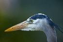 Heron Head (1200Wx800H) - Heron Head - Amelia Island - 2010 