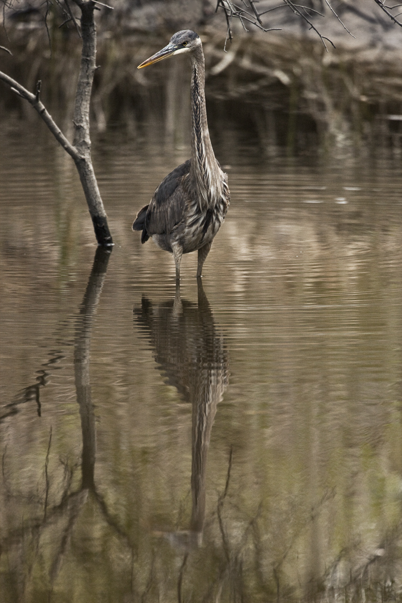 Download Heron Near Tree (800Wx1200H)