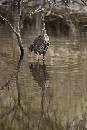 Heron Near Tree (800Wx1200H) - Heron Near Tree - Amelia Island - 2010 