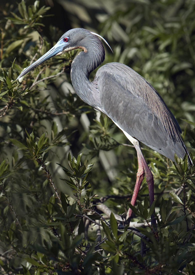 Download Heron Profile (781Wx1100H)
