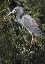 Heron Profile (781Wx1100H) - Heron Profile 2 - Amelia Island - 2010 