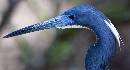 Heron Profile (1307Wx700H) - Heron Profile - Amelia Island - 2010 