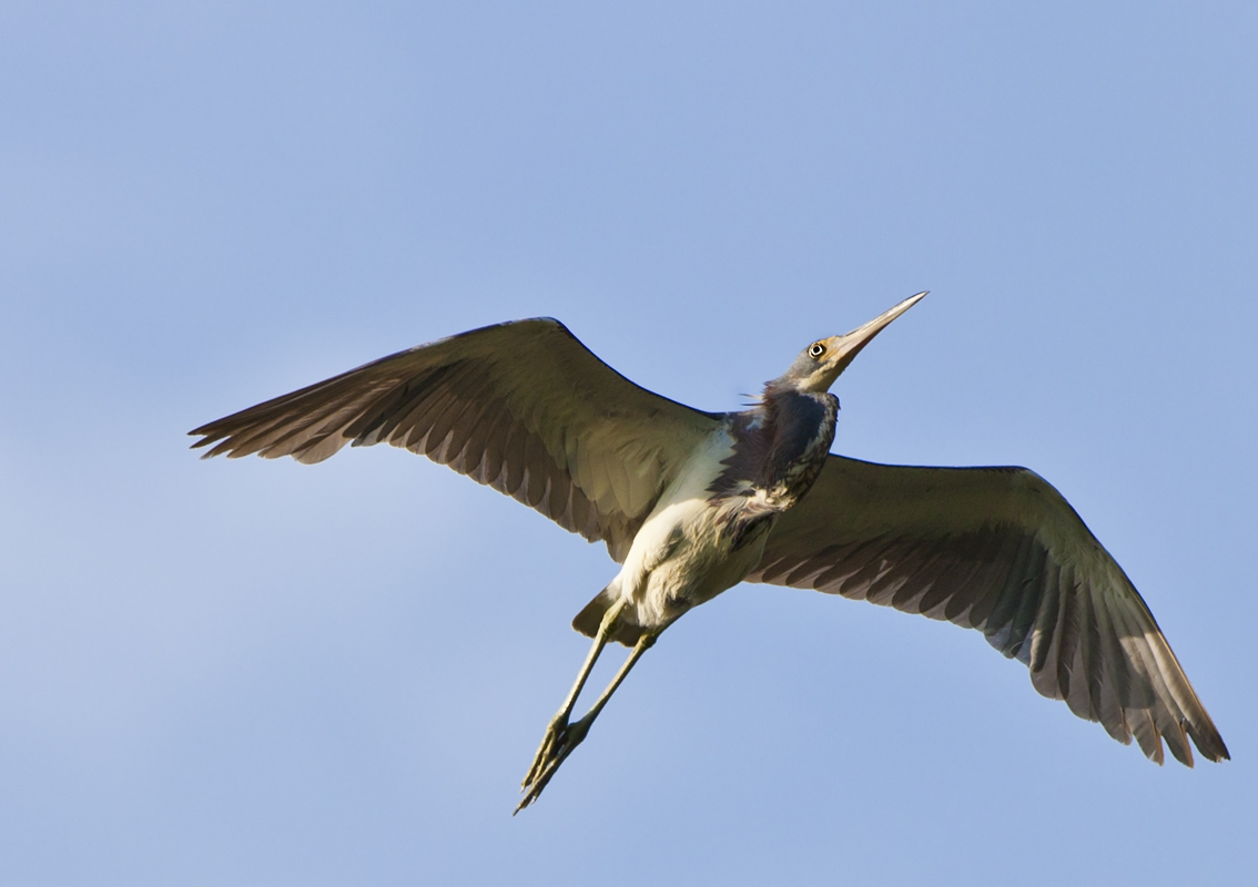 Download Heron Wings Spread (1134Wx800H)