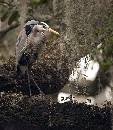 Heron in Tree 2 (869Wx1000H) - Heron in Tree 2 - Amelia Island - 2010 