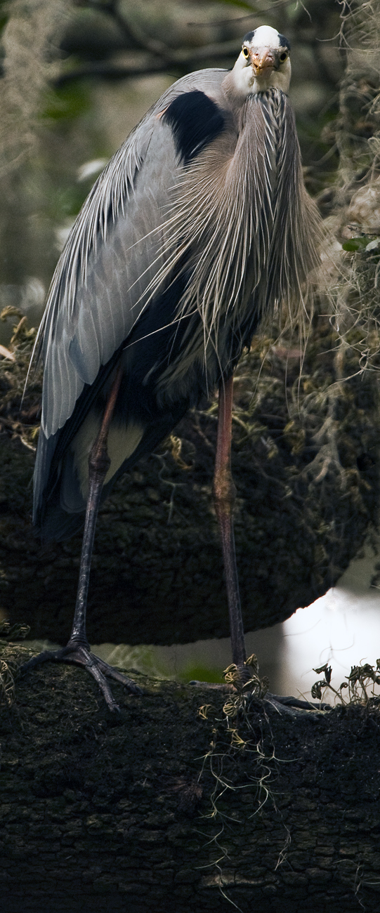 Download Heron in Tree 3 (541Wx1300H)
