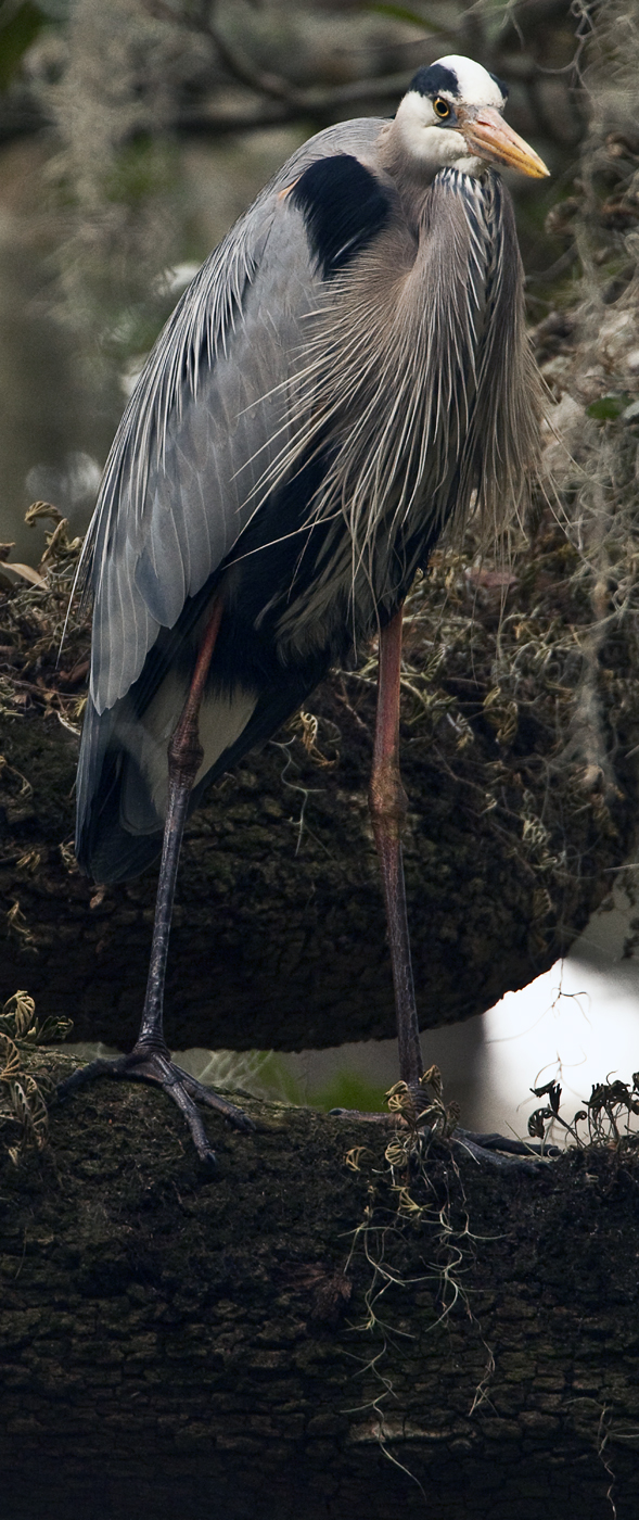 Download Heron in Tree 4 (589Wx1400H)