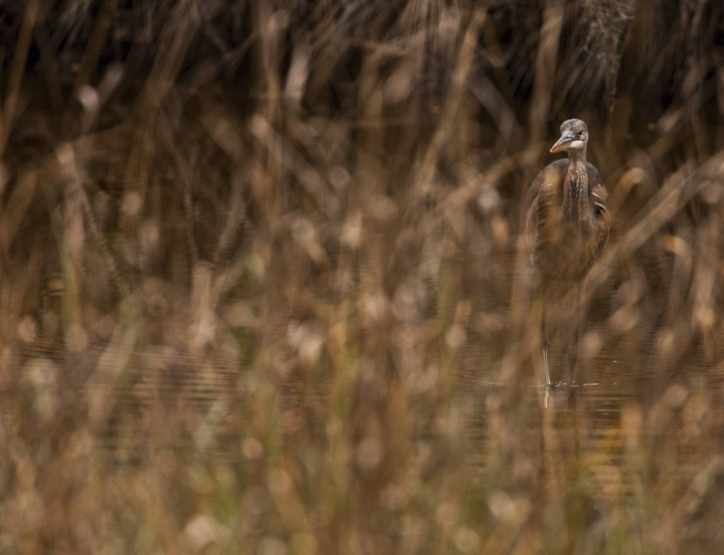 Download Heron in Weeds (1044Wx800H)
