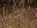 Heron in Weeds (1044Wx800H) - Heron in Weeds - Amelia Island - 2010 