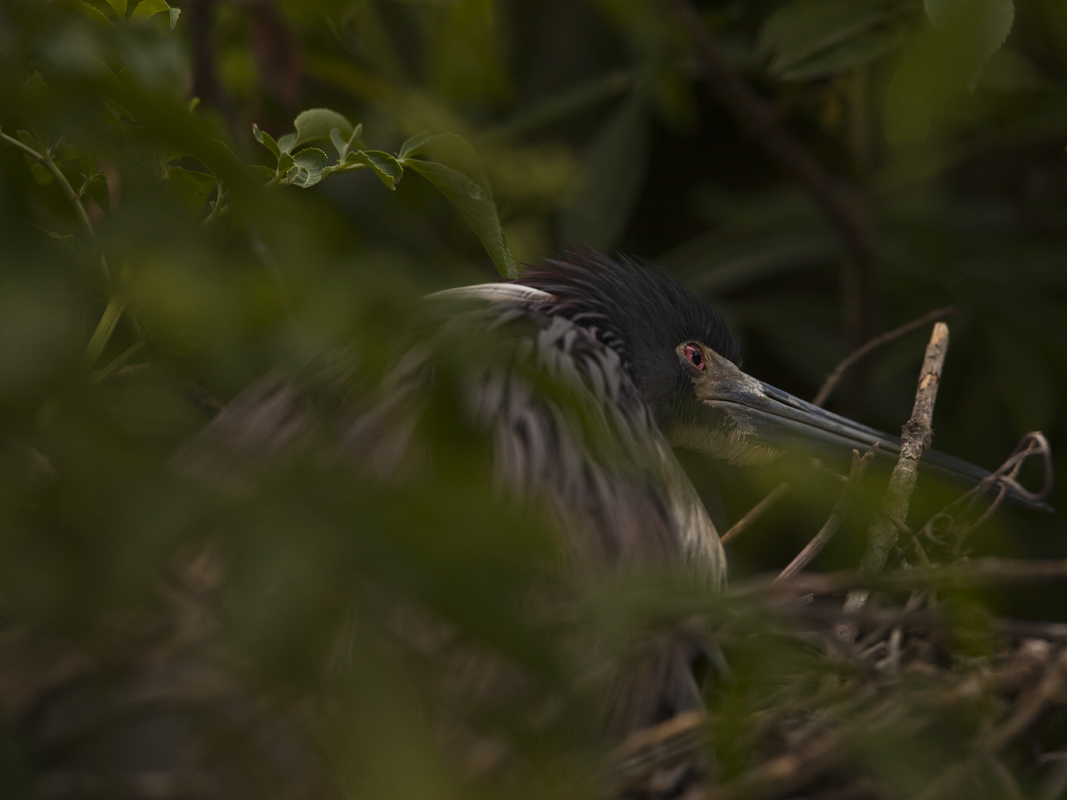 Download Heron in Woods (1067Wx800H)