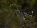 Heron in Woods (1067Wx800H) - Heron in Woods - Amelia Island - 2010 
