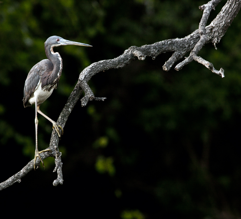 Download Heron on Branch 2 (989Wx900H)