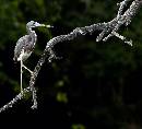 Heron on Branch 2 (989Wx900H) - Heron on Branch 2 - Amelia Island - 2010 
