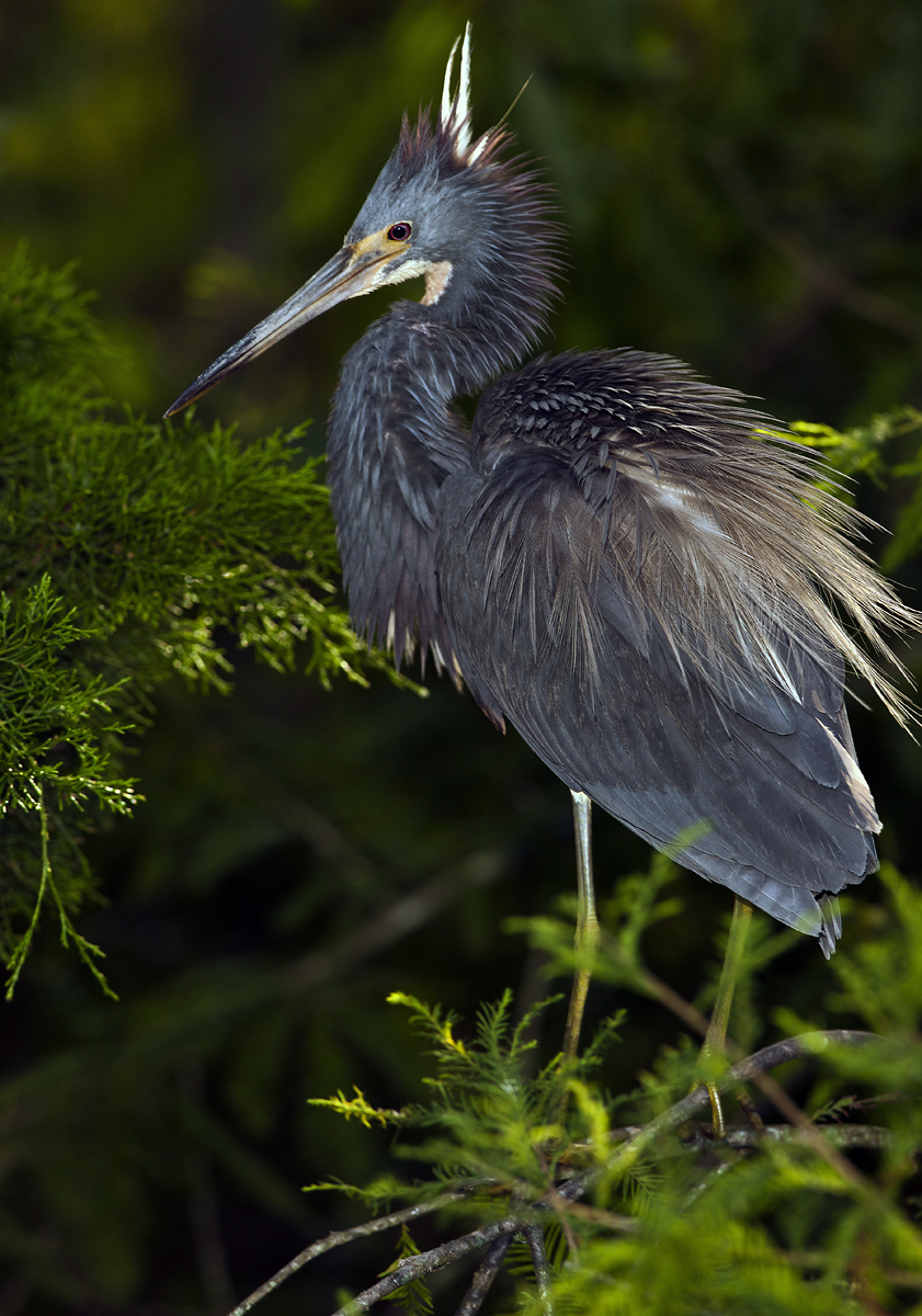 Download Heron on Branch (841Wx1200H)