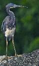 Heron on Log (721Wx1200H) - Heron on Log - Amelia Island - 2010 