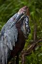 Heron (804Wx1200H) - Heron - Amelia Island - 2010 