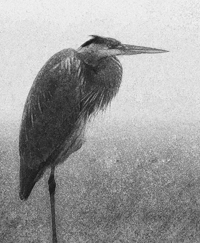 Download Heron B&W 2 (700Wx848H)