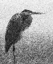 Heron B&W 2 (700Wx848H) - Heron One Leg B&W - Amelia - 2008 
