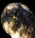 Heron Face (700Wx761H) - Heron Face - Amelia Island  - 2008 