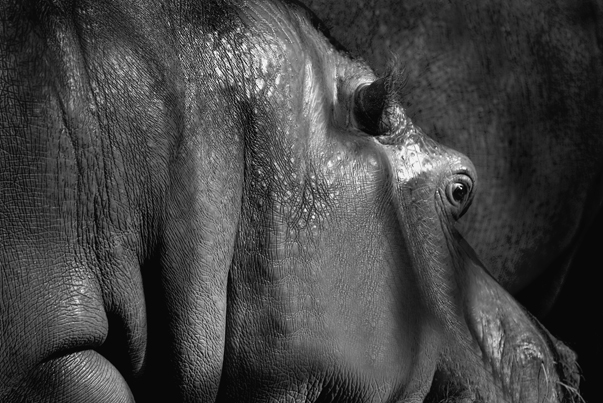 Download Hippo - Phila Zoo (603Wx403H)