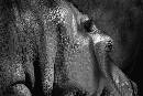 Hippo - Phila Zoo (603Wx403H) - Big Mama - Phila Zoo - 2005 