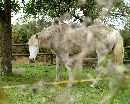  (640Wx513H) - Sylvia's Horse: Mt. St. Michelle, France 