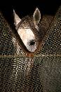 Phil Spector's Horse (450Wx675H) - Phil Spector's Horse - 2006 