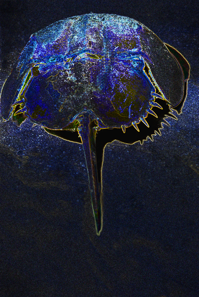 Download Horseshoe Crab (405Wx605H)
