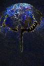 Horseshoe Crab (405Wx605H) - Horseshoe Crab - 2005 