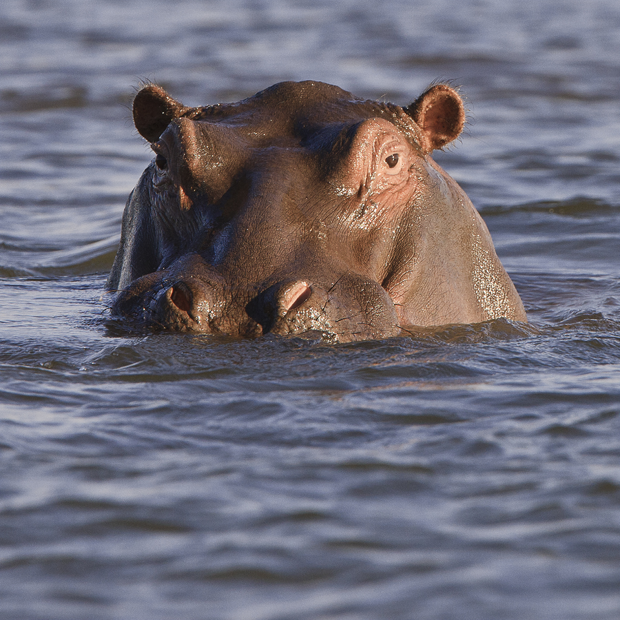 Download Hippo Close Up (900Wx900H)