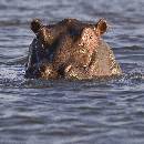 Hippo Close Up (900Wx900H) - Hippo Close-Up - Africa - 2010 