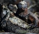 (600Wx530H) - Iguana - Galapagos - 2002 