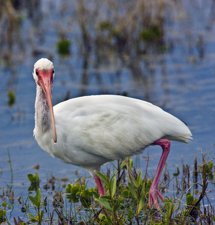 Download Ibis (720Wx755H)