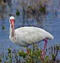 Ibis (720Wx755H) - Ibis - Merritt Island - 2008 