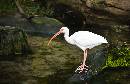 Ibis 1 (697Wx450H) - Ibis 1 - 2008 