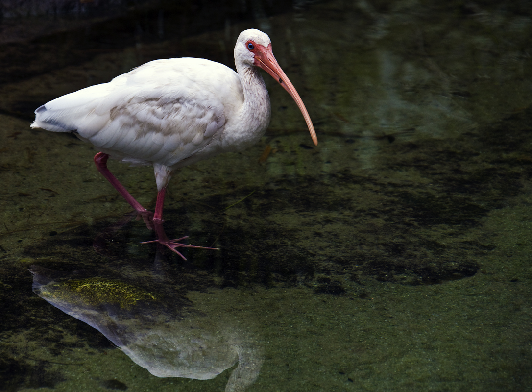 Download Ibis 3 - My Pictures (1086Wx800H)