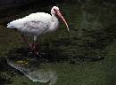 Ibis 3 - My Pictures (1086Wx800H) - Ibis 3 My Pictures - 2008 