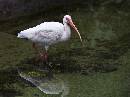 Ibis 3 (605Wx450H) - Ibis 3 - 2008 