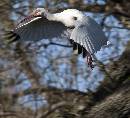 Ibis Ascending (995Wx900H) - Ibis Ascending - Amelia Island - 2010 