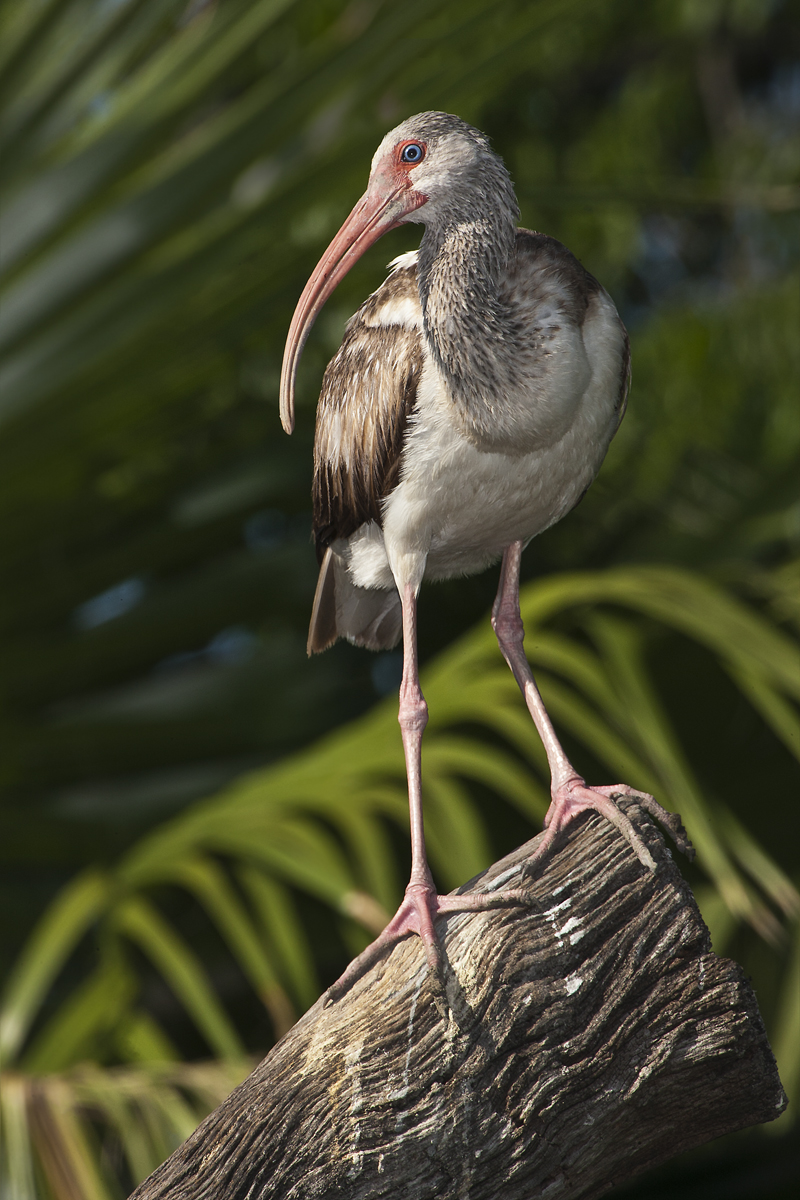 Download Ibis Portrait 2 (800Wx1200H)