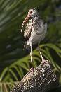 Ibis Portrait 2 (800Wx1200H) - Ibis Portrait 2 - Amelia Island - 2010 