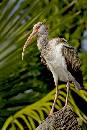 Ibis Portrait (800Wx1200H) - Ibis Portrait - Amelia Island - 2010 