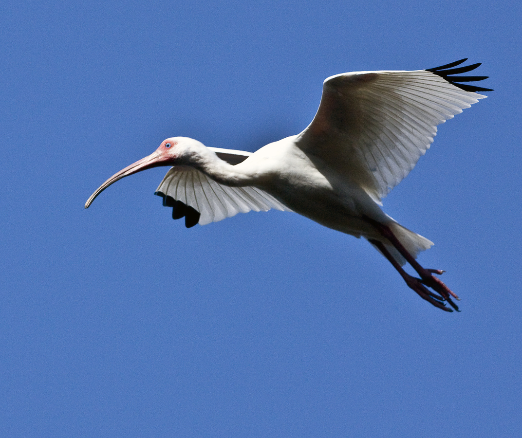 Download Ibis in the Air (1072Wx900H)