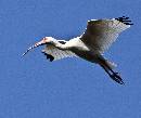 Ibis in the Air (1072Wx900H) - Ibis in the Air - Amelia Island - 2010 