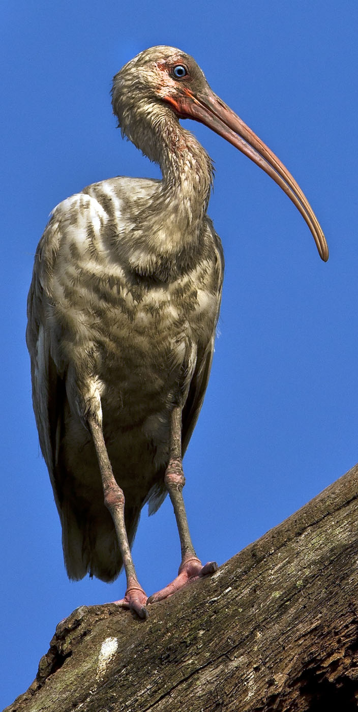 Download Ibis on Branch (704Wx1400H)