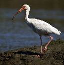 Ibis Large (700Wx708H) - Ibis - Amelia - 2008 