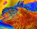  (611Wx471H) - IguanaEye - Galapagos - 2002 